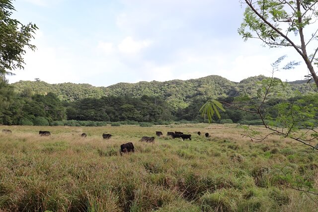西表島の黒牛の放牧