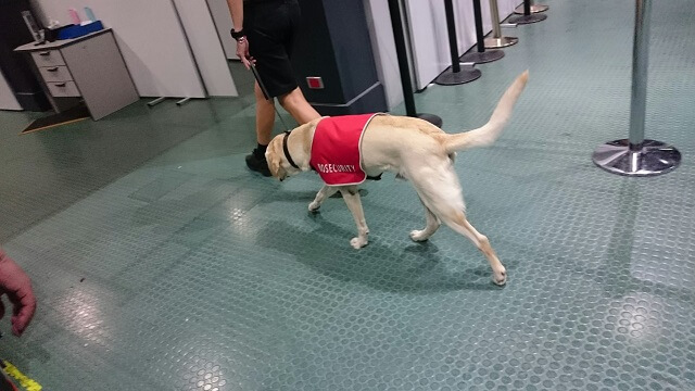 ケアンズ国際空港の麻薬犬