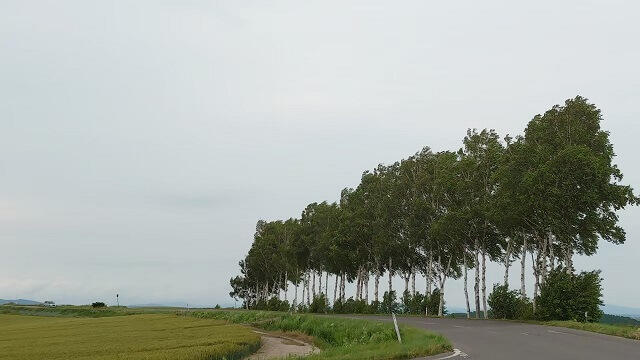 北海道旅行　マイルドセブンの木