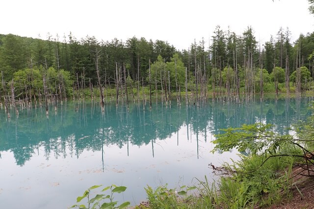 北海道旅行　美瑛の白金青い池