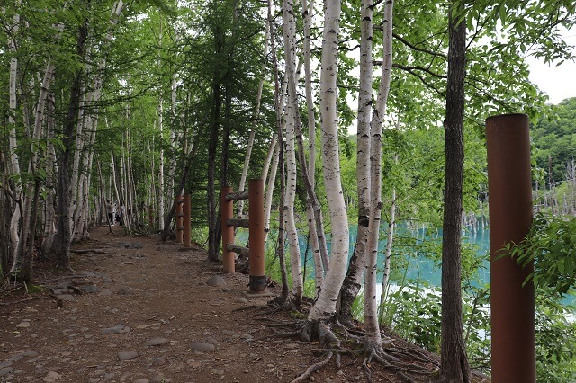 北海道旅行　美瑛の白金青い池