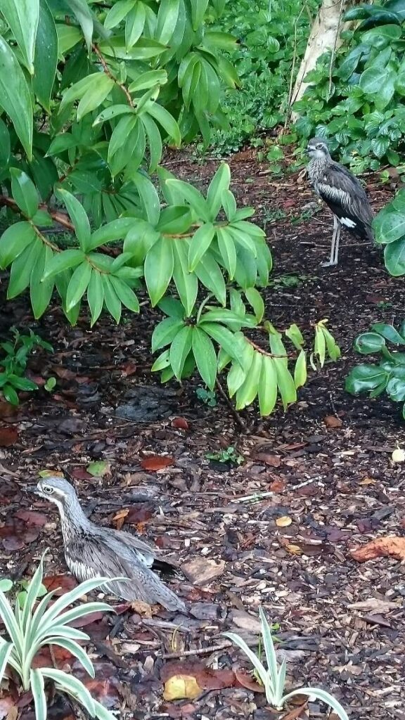 ケアンズで見たオーストラリアイシチドリ