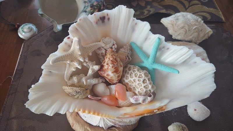 石垣島のまるわおみやげ店で買った貝殻