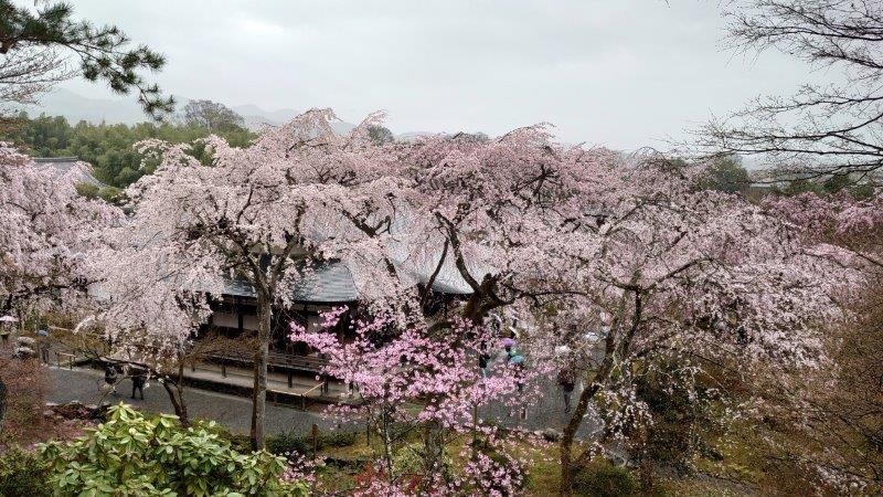 嵐山　天龍寺の枝垂れ桜
