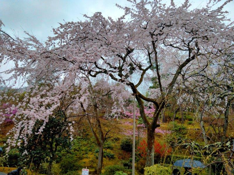 嵐山　天龍寺の枝垂れ桜　