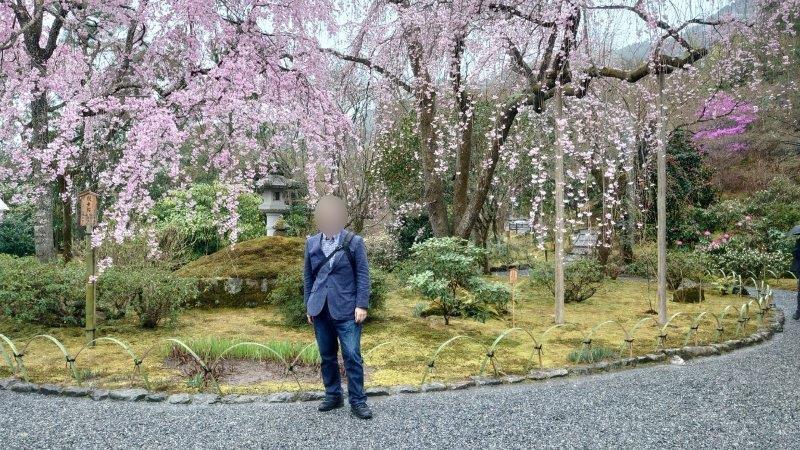 嵐山　天龍寺の枝垂れ桜　
