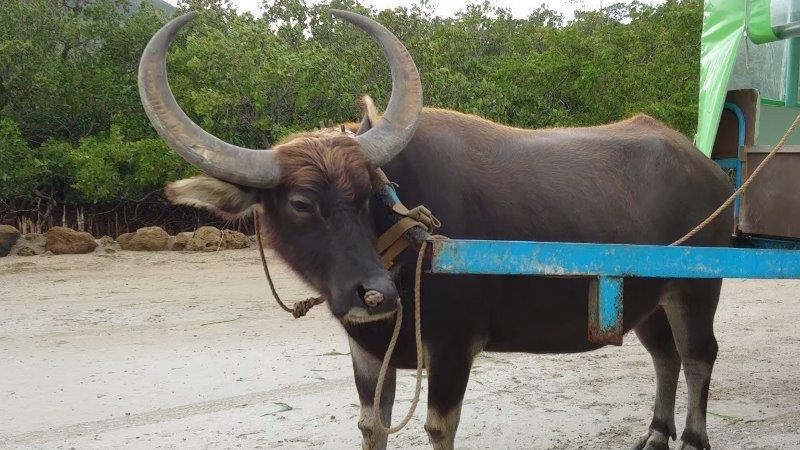 石垣島の由布水牛車乗場の水牛