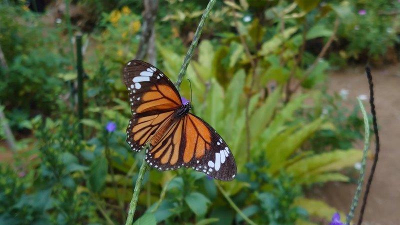 由布島の蝶々園の蝶々