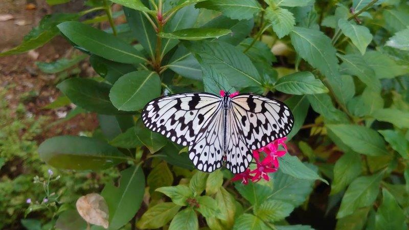 由布島の蝶々園の蝶々