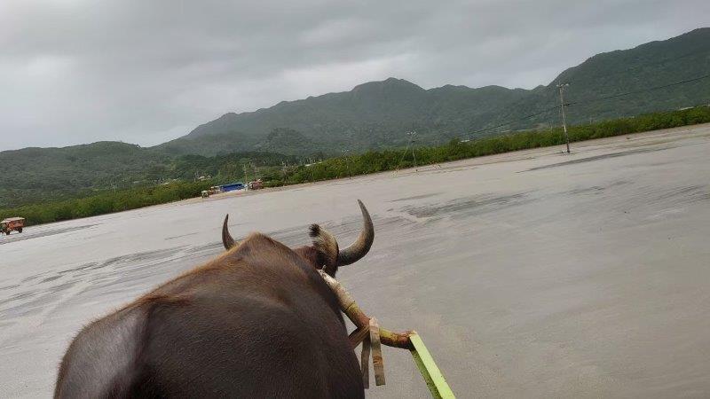 石垣島の由布水牛車乗場から由布島へ向かう水牛車
