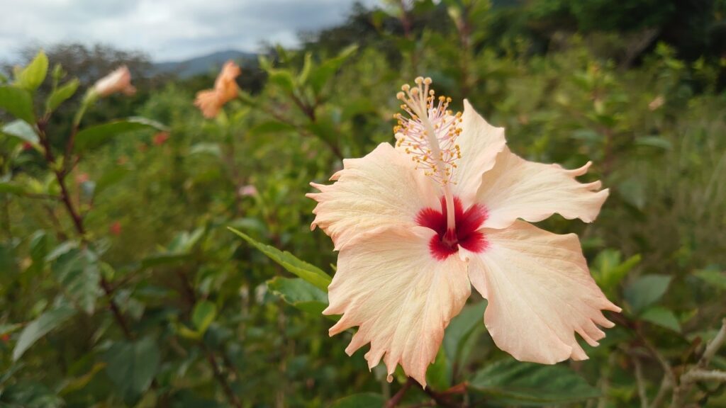 石垣島の玉取崎（たまとりざき）展望台に咲いていたハイビスカス