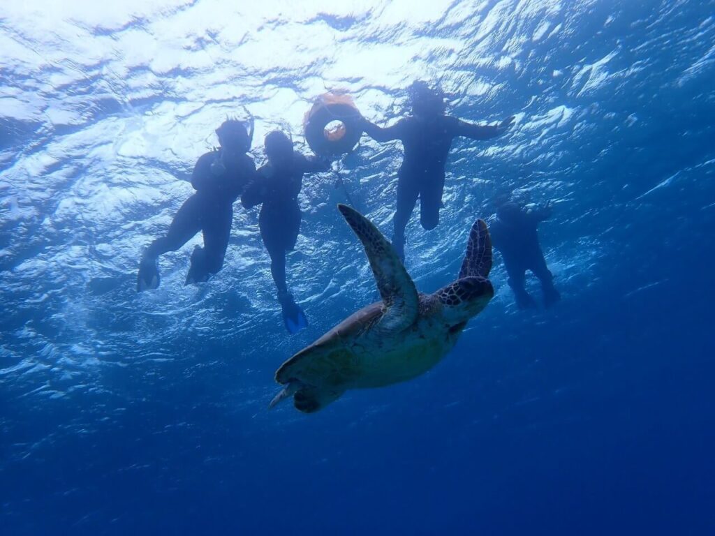 石垣島　水中カメラで撮影したウミガメとシュノーケリング