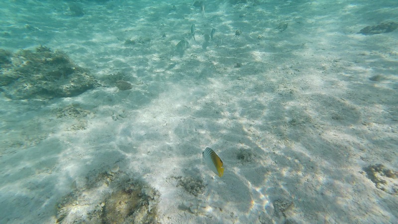新城海岸でのシュノーケリングで見た熱帯魚