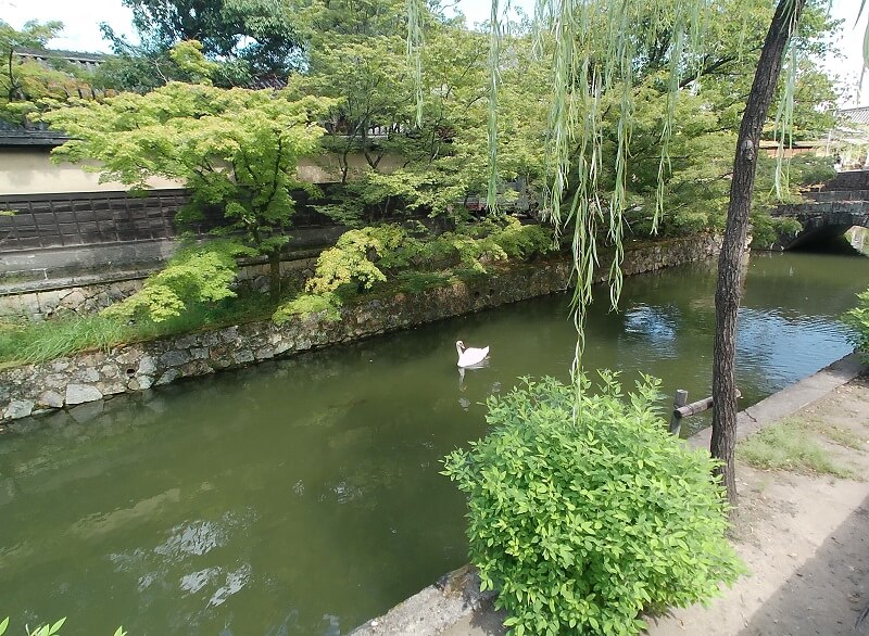 倉敷川とそこを泳ぐ白鳥、もみじと柳