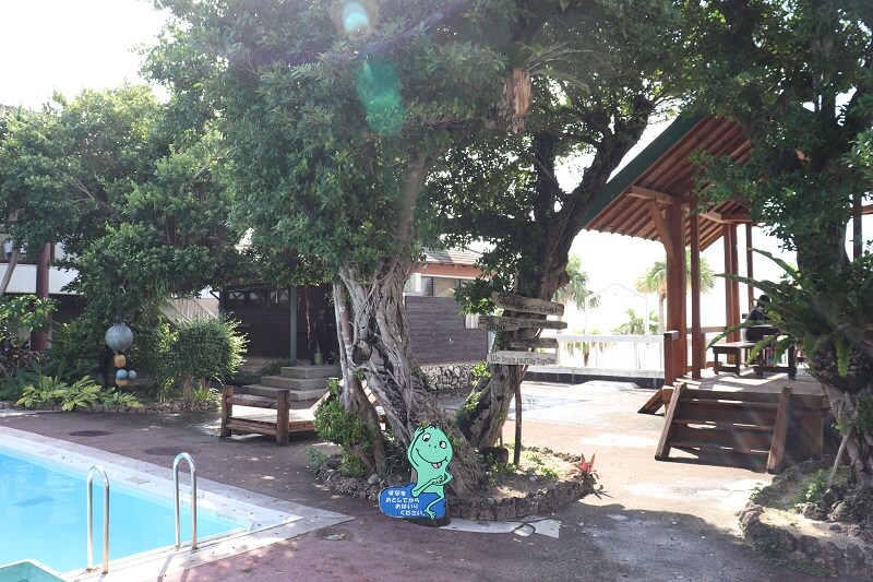 奄美リゾートばしゃ山村　ガジュマルの木
