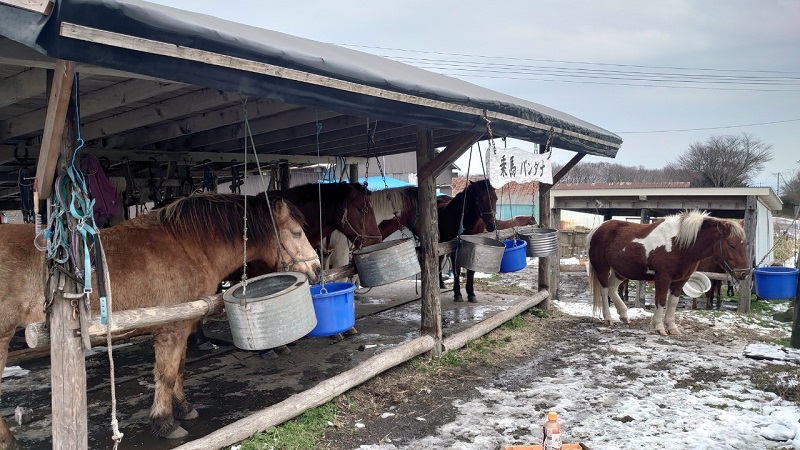 北日本乗馬サービスバンダナ