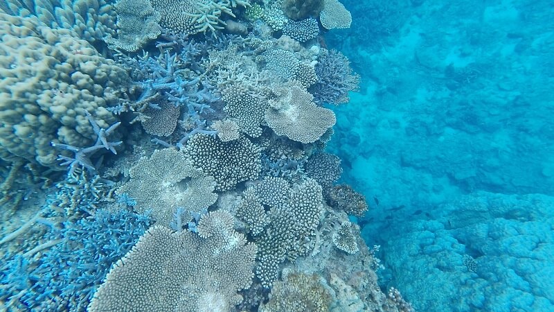 沖縄塩川ビーチの海のきれいなサンゴ
