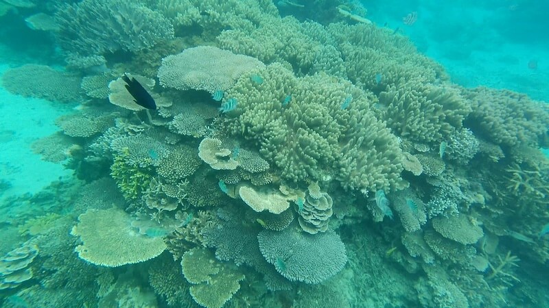 沖縄塩川ビーチの海のきれいなサンゴ