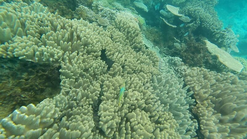 沖縄塩川ビーチの海のサンゴ