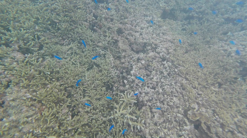 沖縄塩川ビーチの海のサンゴと青い魚