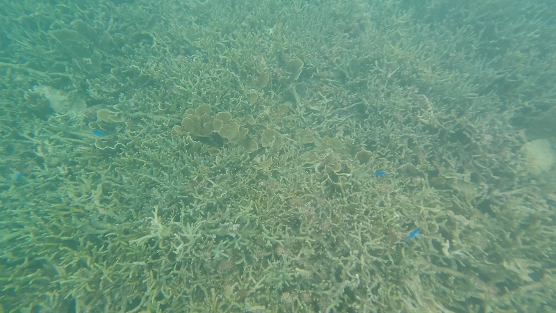 沖縄塩川ビーチの海のサンゴと魚