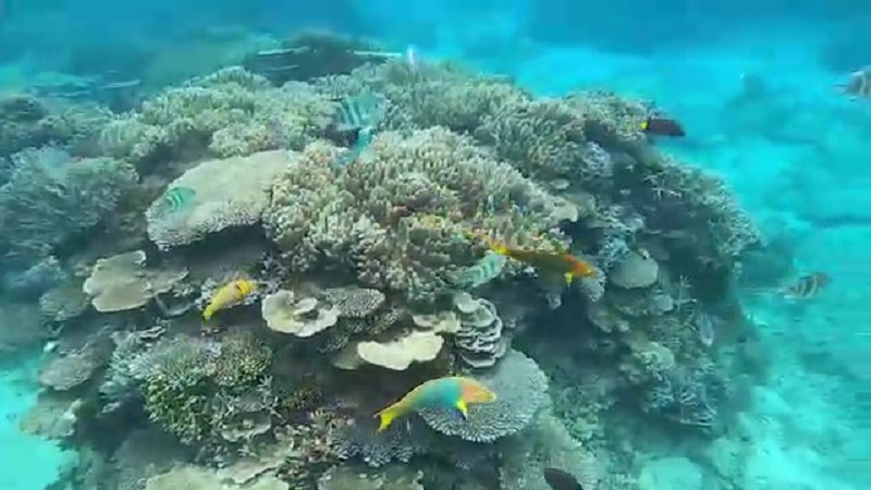 沖縄塩川ビーチの海のサンゴとカラフルな魚