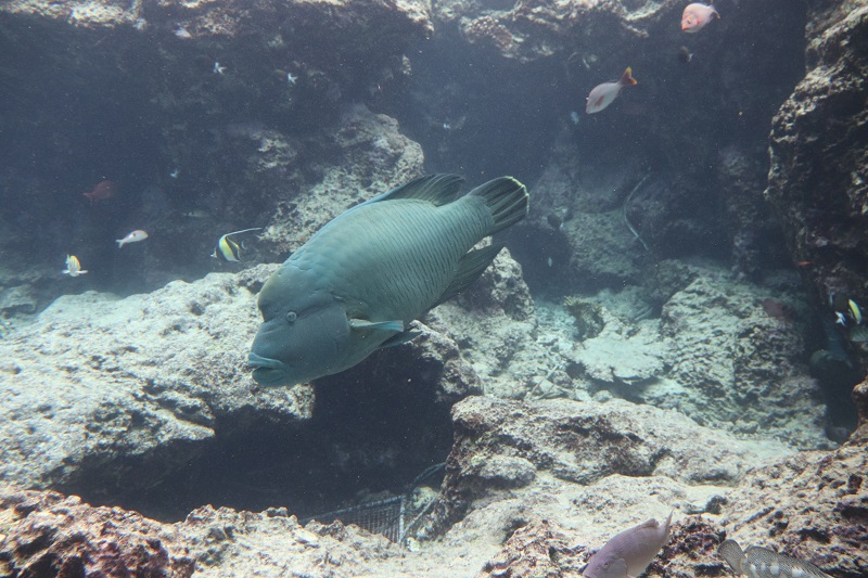 沖縄美ら海水族館内のナポレオンフィッシュ