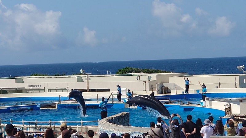 沖縄美ら海水族館のイルカショー
