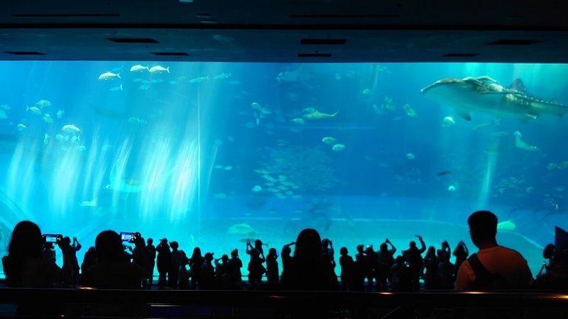 沖縄美ら海水族館内のジンベイザメ