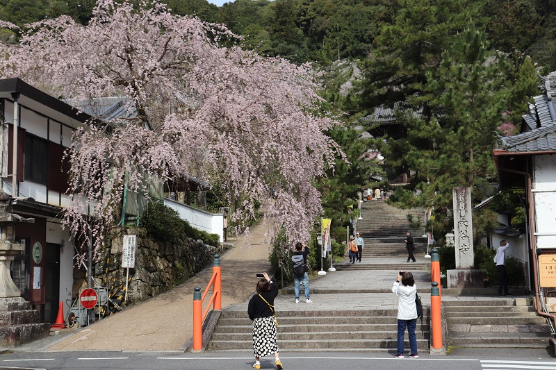 奈良県長谷寺の枝垂れ桜