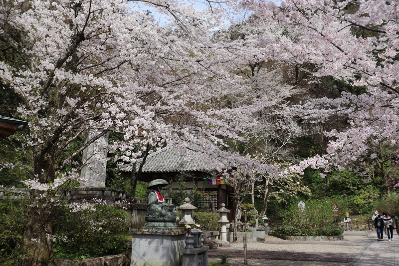 奈良県長谷寺の桜