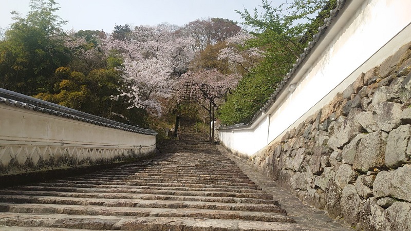 奈良県長谷寺の桜