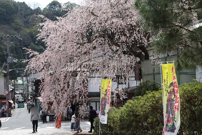奈良県長谷寺の枝垂れ桜