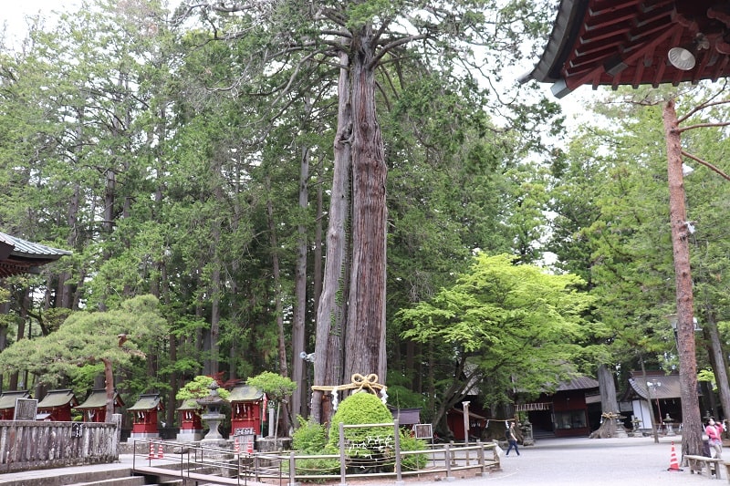 富士浅間神社の冨士夫婦桧