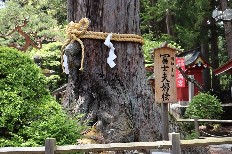 富士浅間神社の冨士夫婦桧