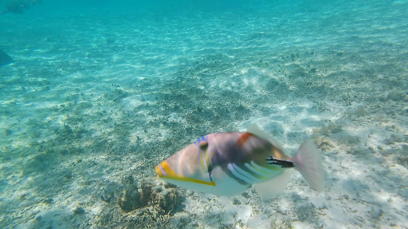 ナガンヌ島　水中の様子