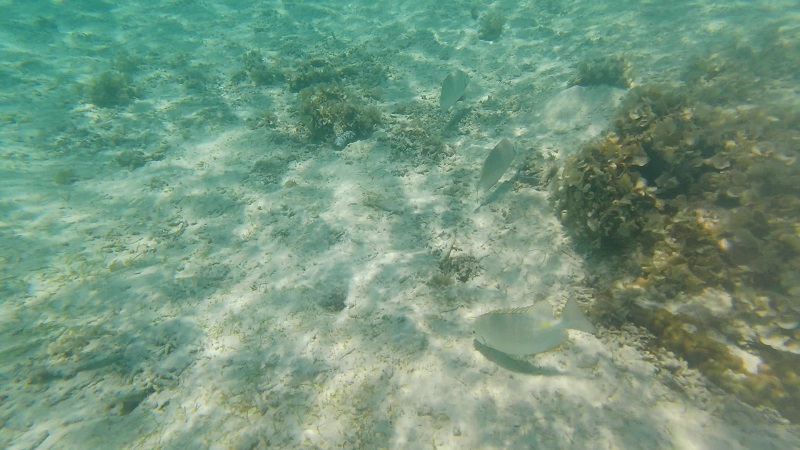 ナガンヌ島　水中の様子