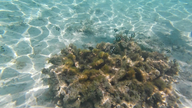 ナガンヌ島　水中の様子