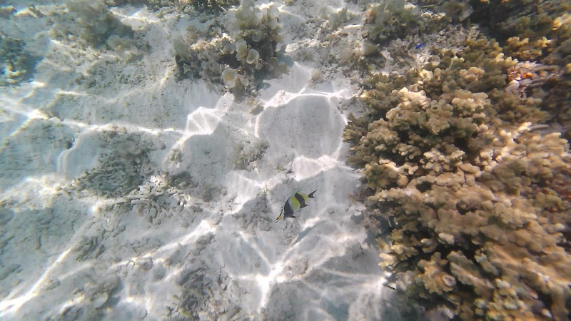 ナガンヌ島　水中の様子