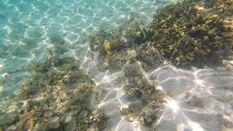 ナガンヌ島　水中の様子