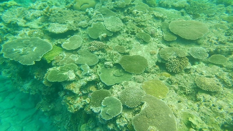 渡嘉敷島近くのシュノーケリングポイントの海中の様子