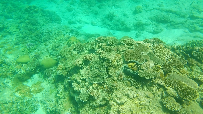 渡嘉敷島近くのシュノーケリングポイントの海中の様子