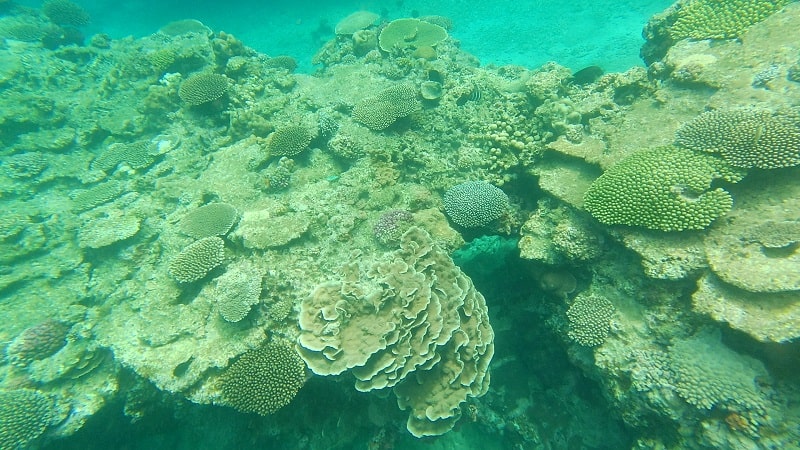 渡嘉敷島近くのシュノーケリングポイントの海中の様子