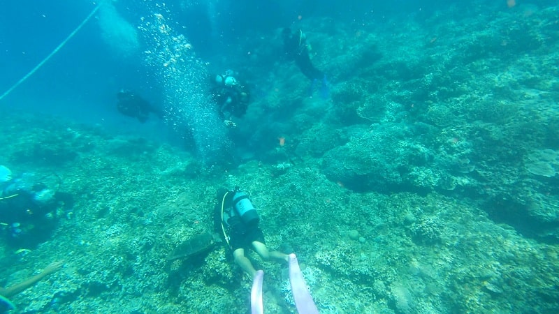 渡嘉敷島近くのシュノーケリングポイントの海中の様子