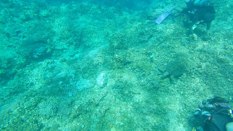 渡嘉敷島近くのシュノーケリングポイントの海中の様子