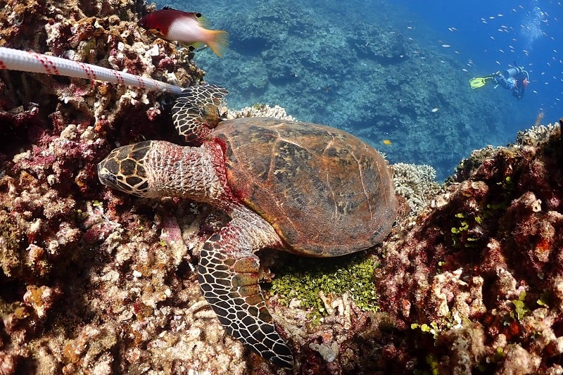 渡嘉敷島近くのポイントのウミガメ