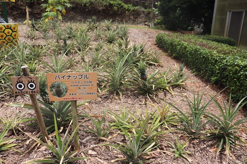 沖縄ワールド　熱帯フルーツ園