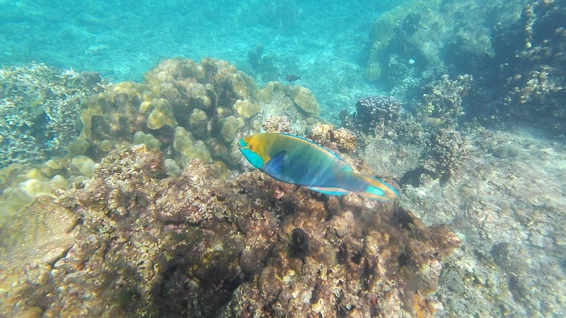 中の島ビーチの水中の様子