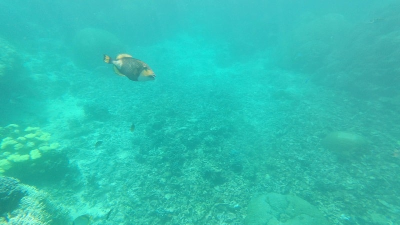 中の島ビーチの水中の様子