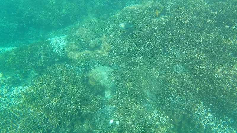 中の島ビーチの水中の様子